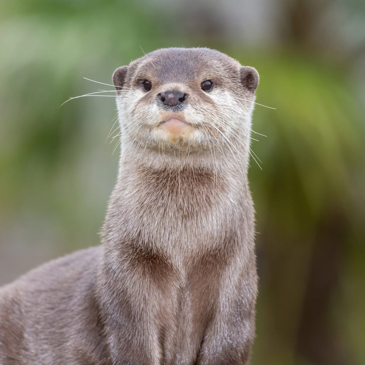 psychicflu's tweet image. i fear i've made a devastating connection