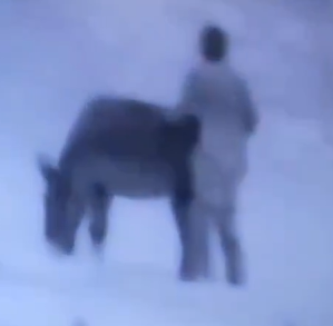 Adin - عدین - עדין tweet media