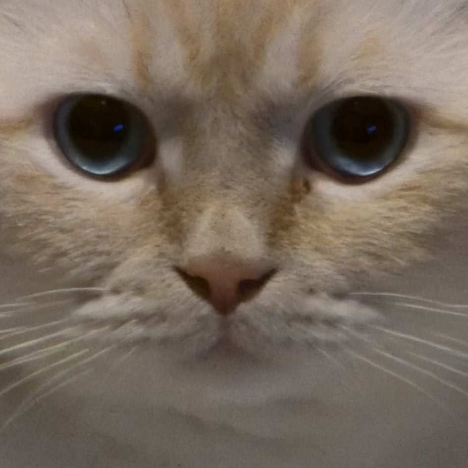 le malinche tweet media