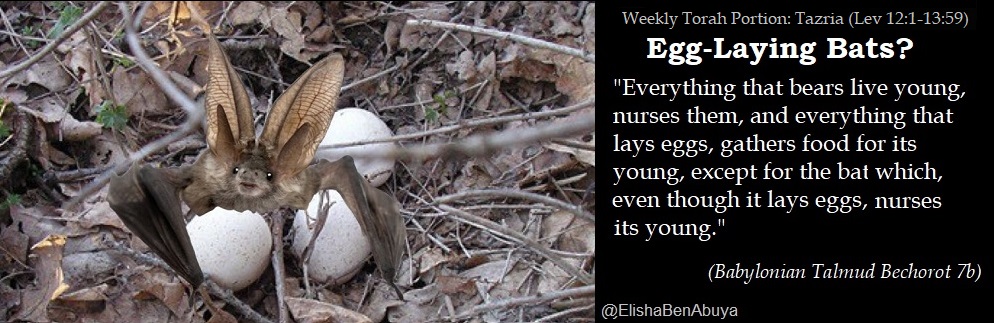 Elishabenabuya's tweet image. In this week's #torah portion, we read of bats being mentioned with flying things (often translated archaically as "fowl").

In the Talmud. we read where ancient Rabbis, rather than accepting bats as "flying things that fly", made up a bizarre justification.

#EBAMme
#Tazria