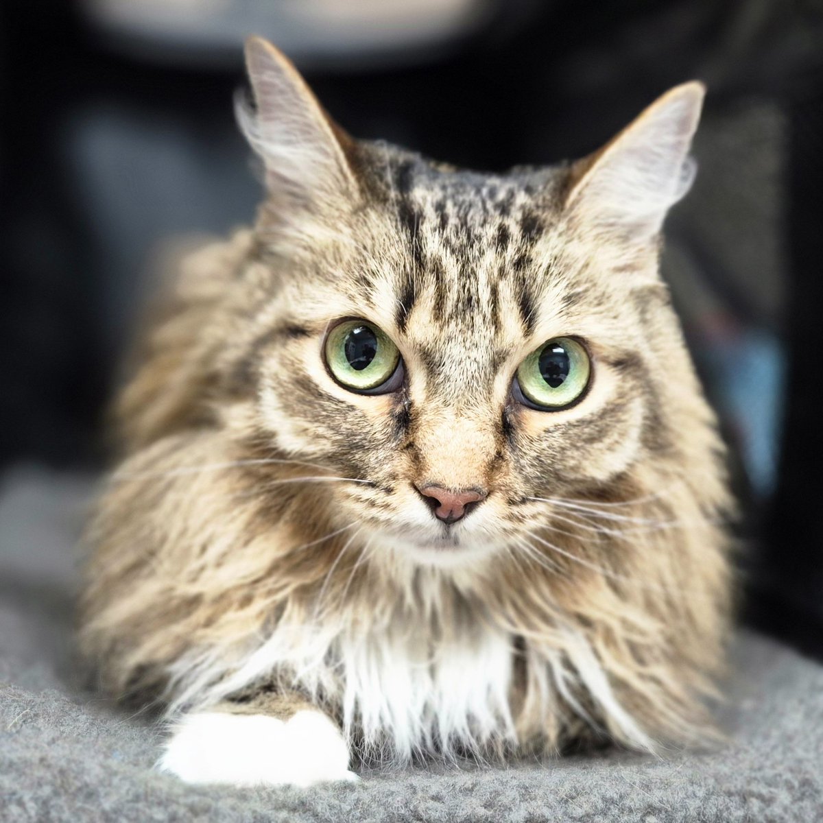 Scott Smith tweet media