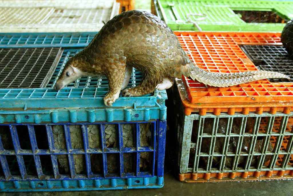 PrensaLatina_cu's tweet image. #Ciencia🦡||El comercio mundial de vida silvestre, especialmente en mercados ilegales y de animales vivos, es hoy un motor impulsor de la propagación de enfermedades de animales a humanos.
Más En Prensa Latina 
prensa-latina.cu/2026/04/14/com…