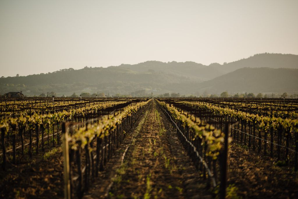 Live In The Vineyard Goes Country tweet media