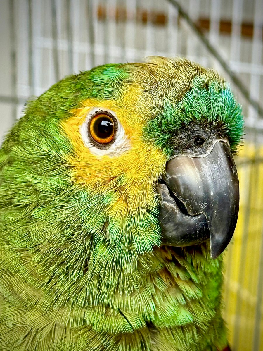 ahsan habib tweet media