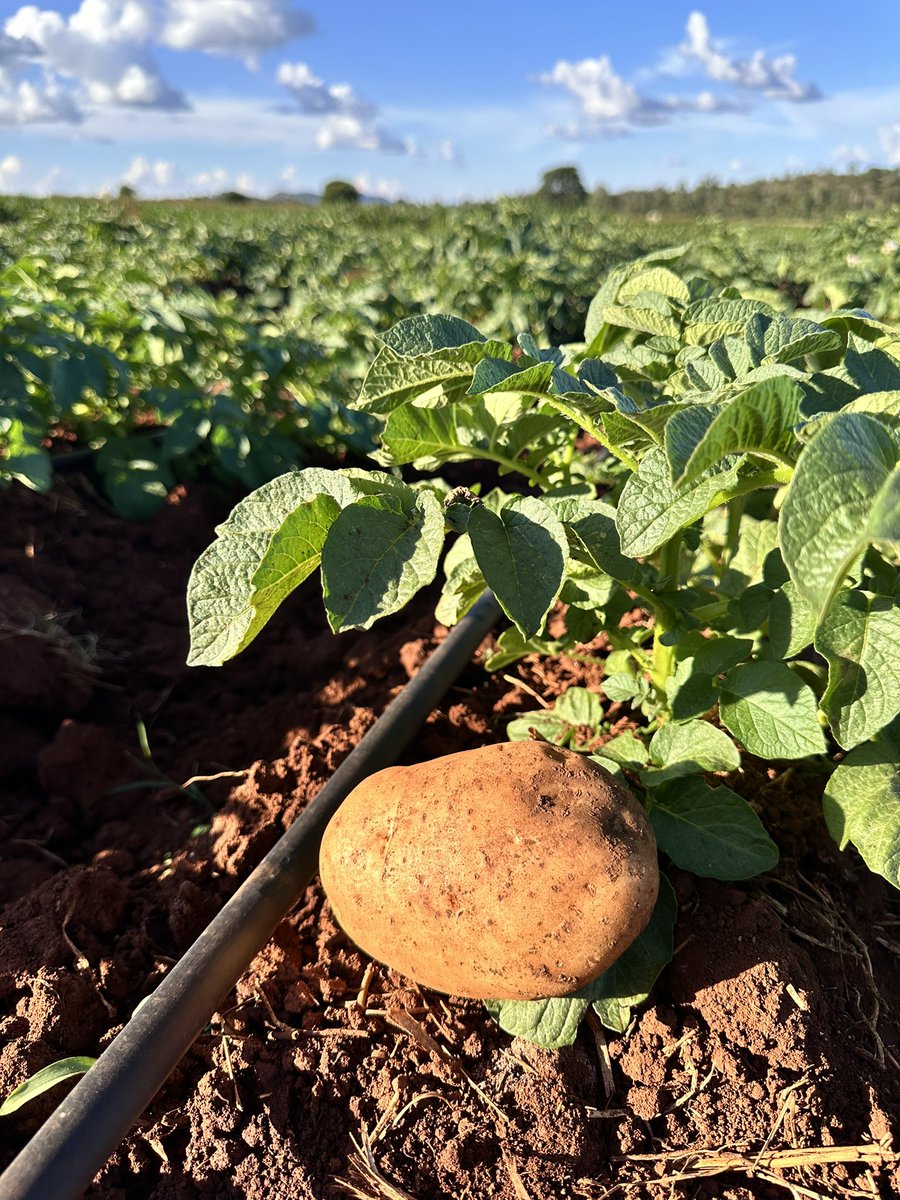 Anesu Mapisa tweet media