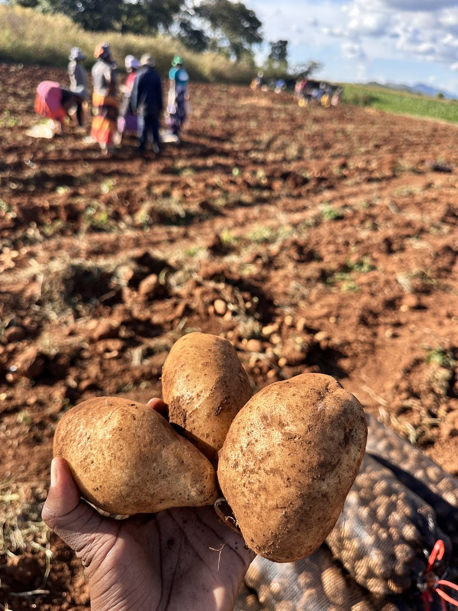 Anesu Mapisa tweet media