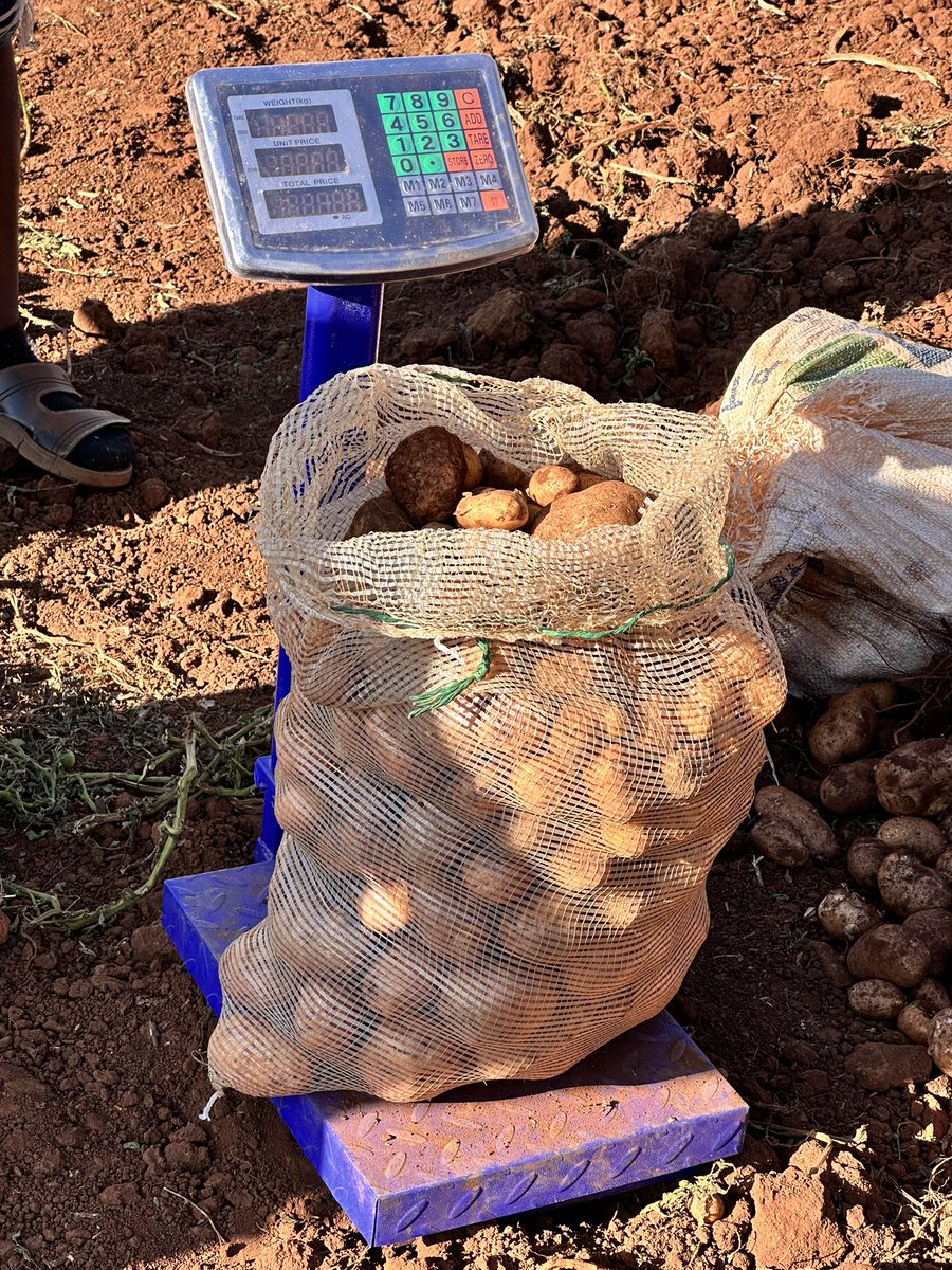 Anesu Mapisa tweet media