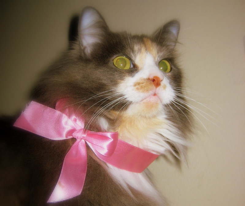 OMG HI KITTY!! tweet media