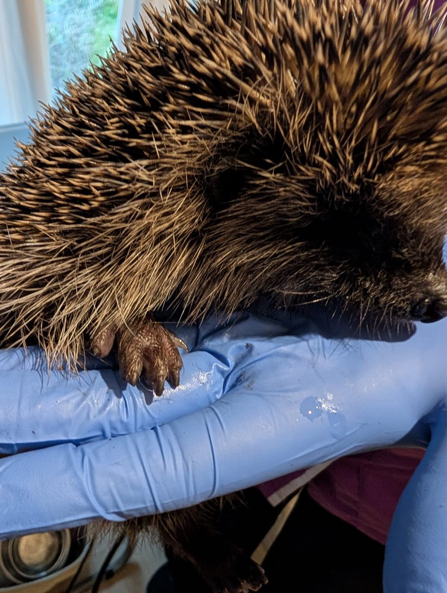 CaerphillyHog's tweet image. Dan was rescued on 5/4, 657g, from a street drain he had got trapped in. Luckily, our lead carer was able to free him.  Dan was understandably stressed &amp;amp; his nails were worn down from him trying to get out. He's receiving tlc and treatment from us &amp;amp; is now 710g.
#hedgehog #Dan