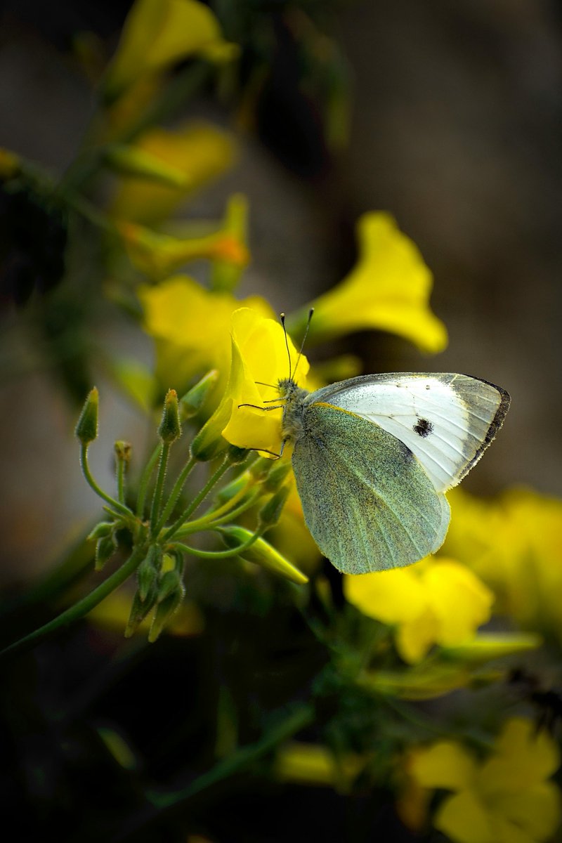 james bryan acain tweet media