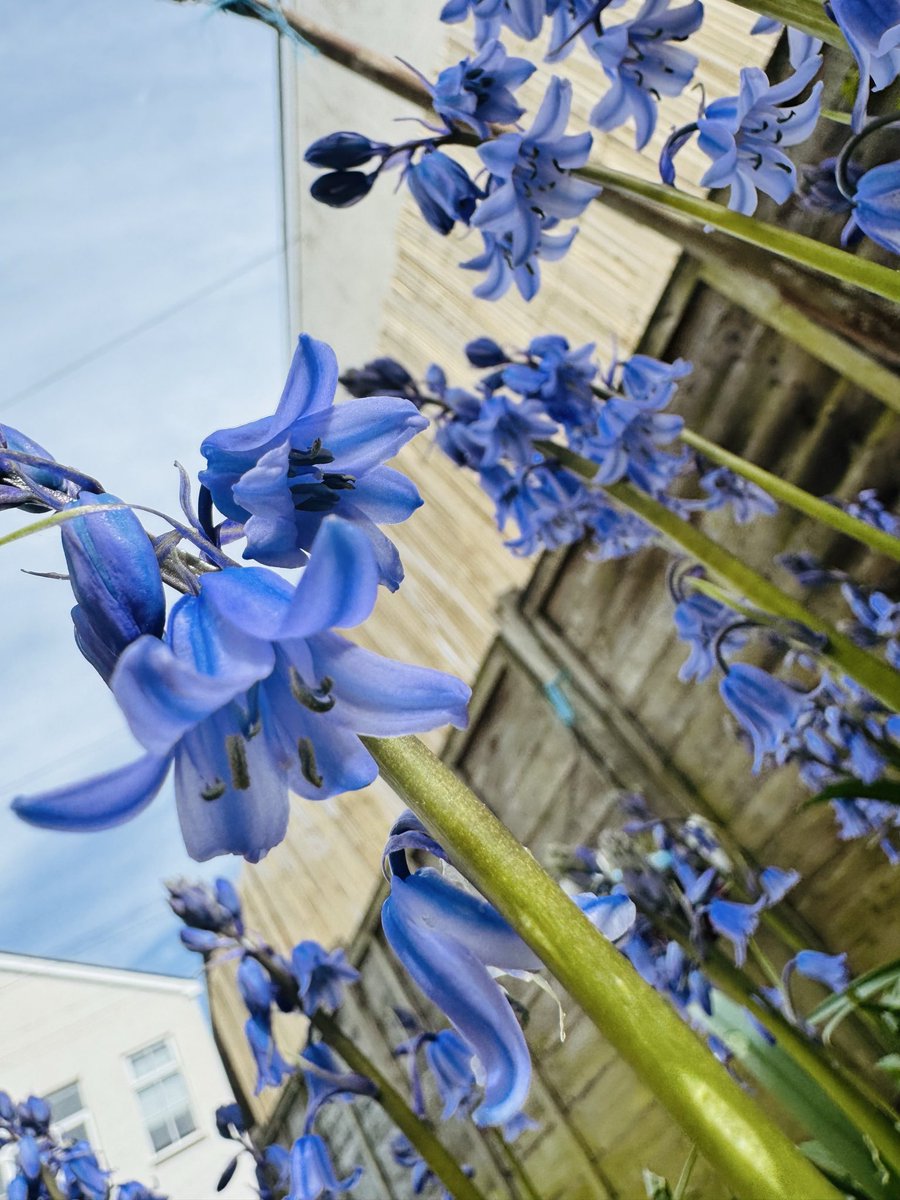 LadyLuxLife_'s tweet image. My garden is blooming. 🦋 #springtime #beautiful #bluebells #beautifulflowers #kent #gardeners