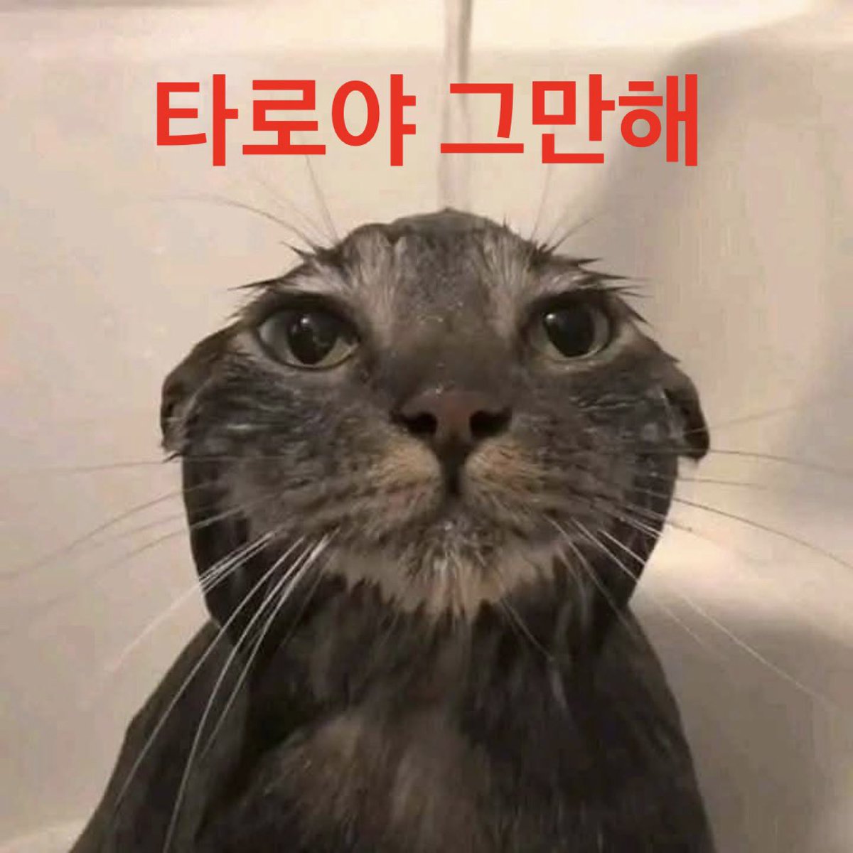 엄미쨩 tweet media