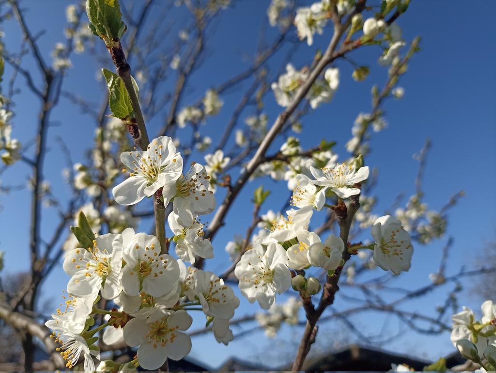 梅の花