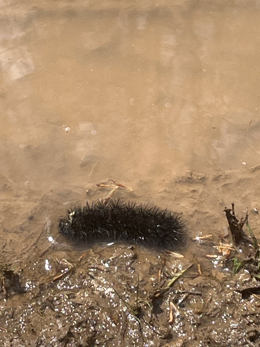 noneyabizG's tweet image. This little guy is living his best life in a mud puddle. #mynameismud I think I should name him Winona. #iykyk #Primus #itsNotabeaver #lol #sorrynotsorry