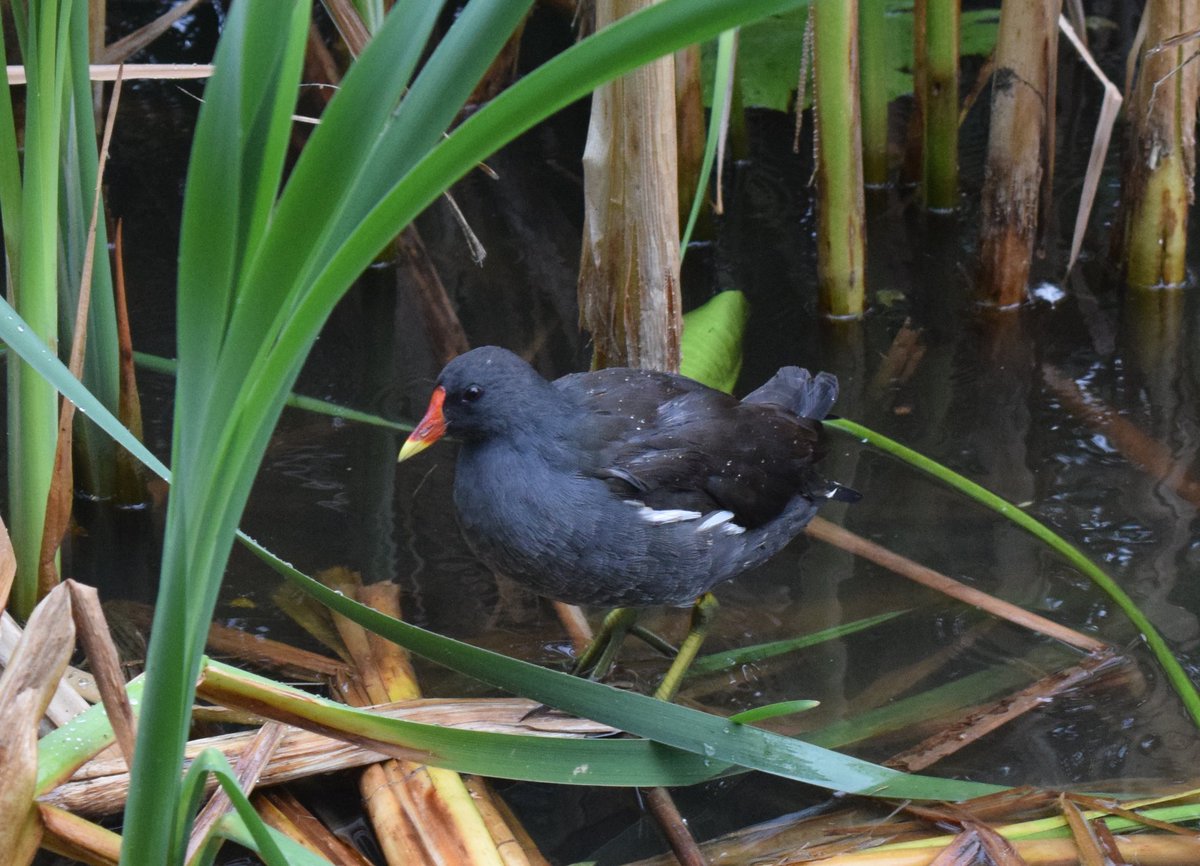 разум 🐳🐉 с7 тарталья & c6 фурина хэверка tweet media