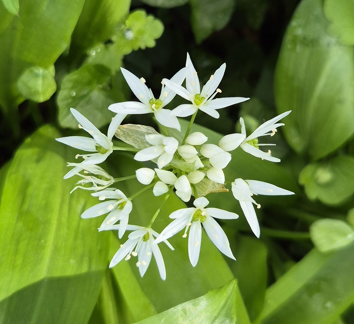 Ozymandiasdust's tweet image. An explosion of wild garlic... ☀️ #Devon #wildflowers