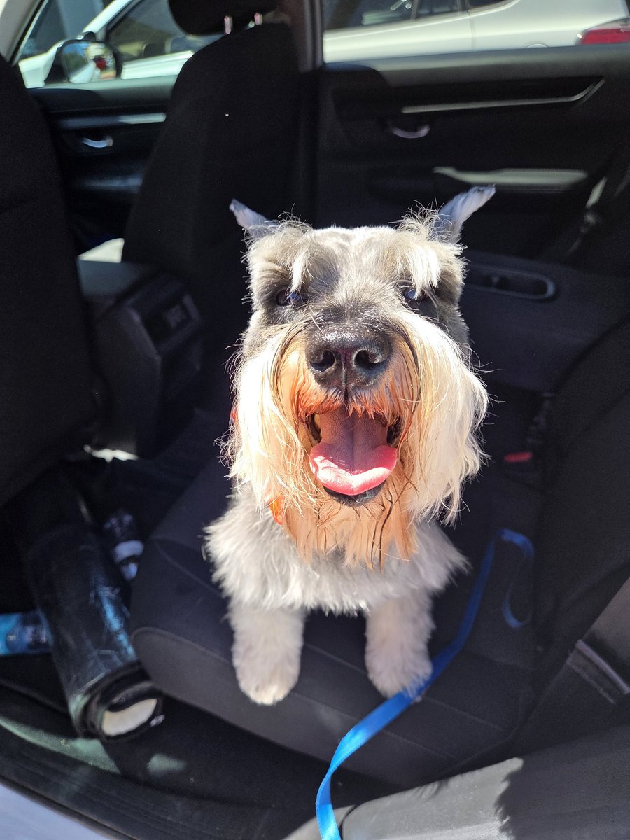 geezerpup's tweet image. Geezer got spiffy today. He even has a bow tie. ❤️🐾 #schnauzergang