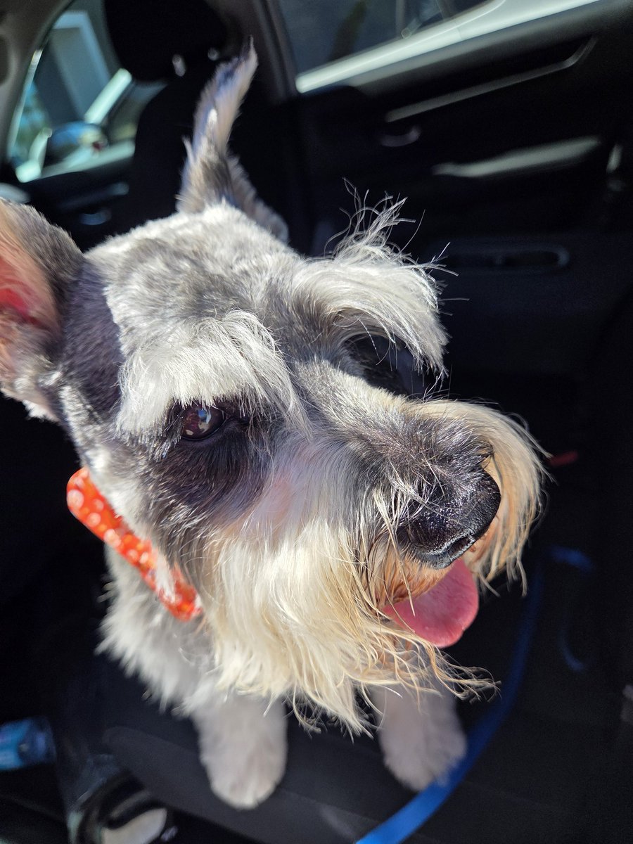 geezerpup's tweet image. Geezer got spiffy today. He even has a bow tie. ❤️🐾 #schnauzergang