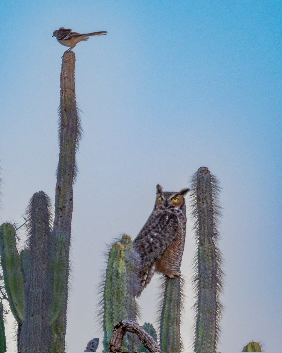 Baja California Sur es Mi Tierra tweet media