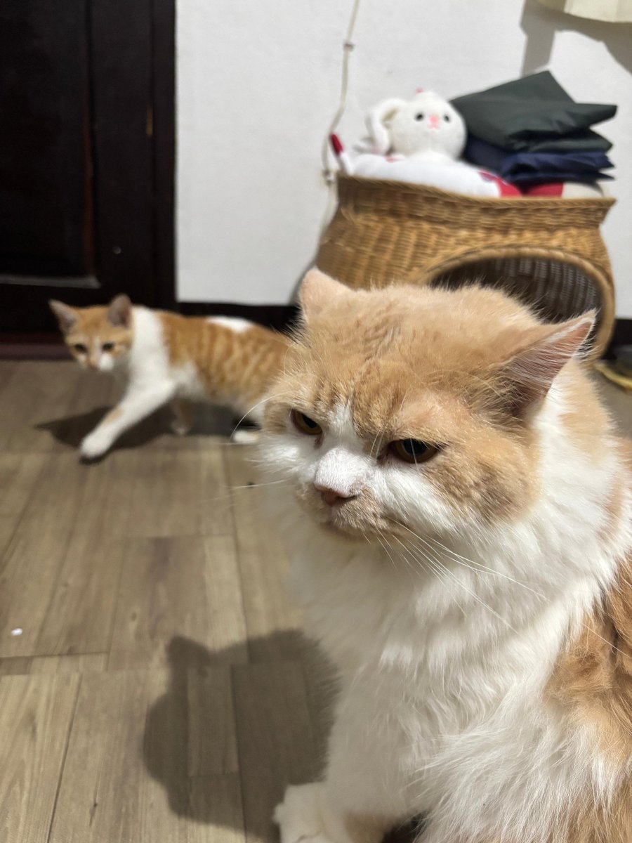 Mocca & M Family 🐱 tweet media