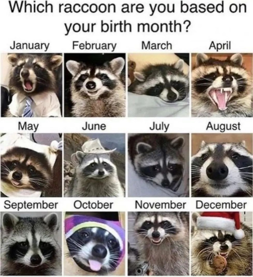 raccoon aesthetic. (@raccoonesthetic) on Twitter photo 