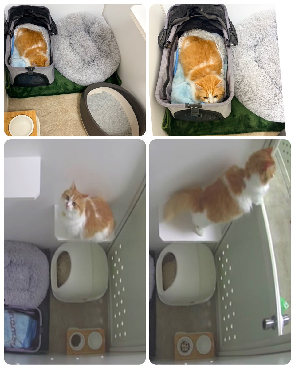 ようこっち😸🐷😊 tweet media