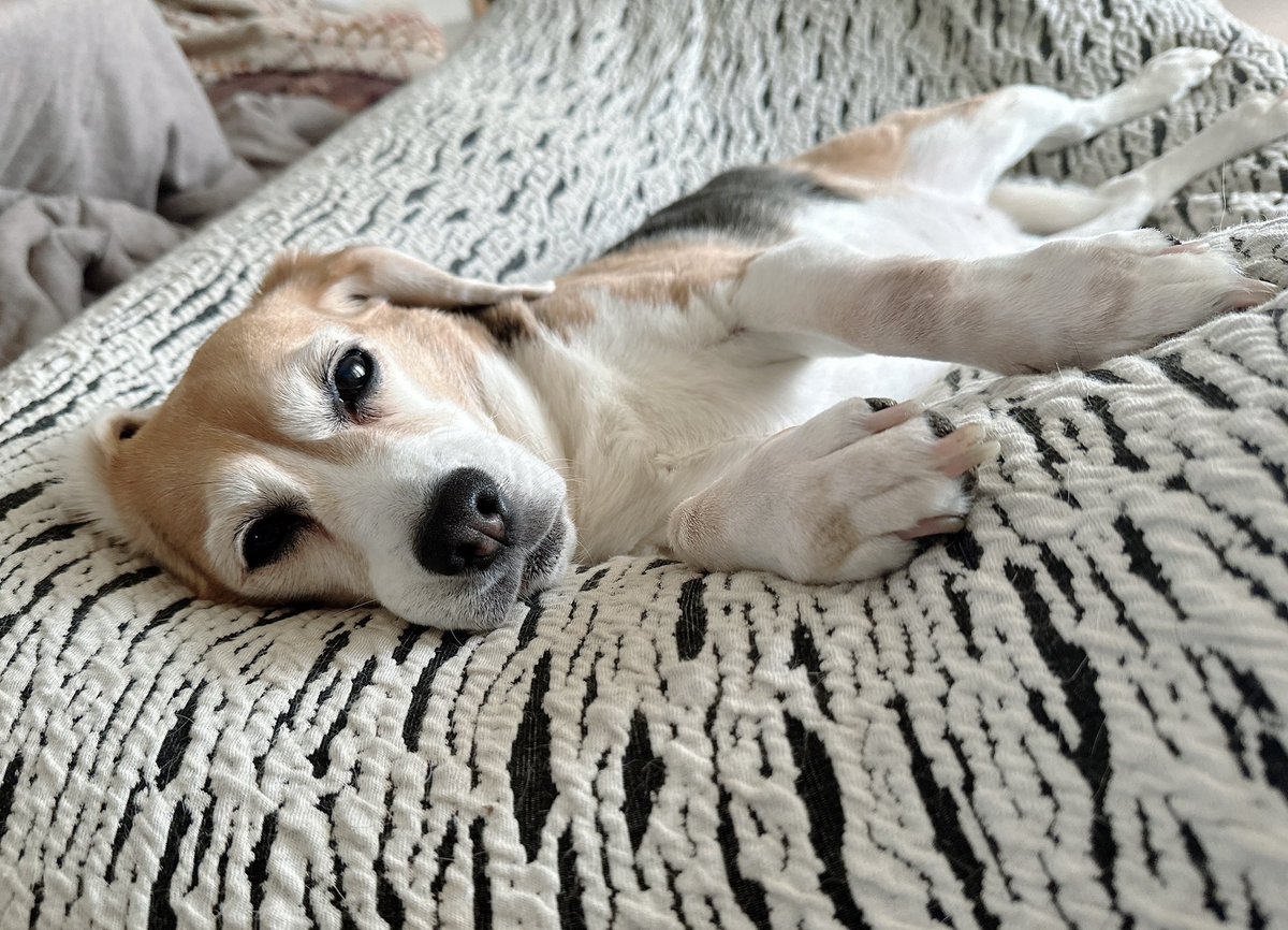 anone_y_'s tweet photo. 眠犬 https://t.co/6TxSbvrrZC