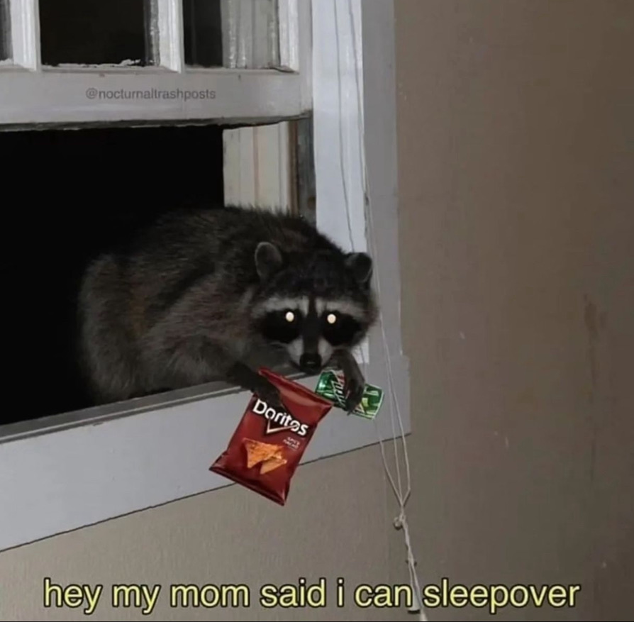 raccoon aesthetic. tweet media