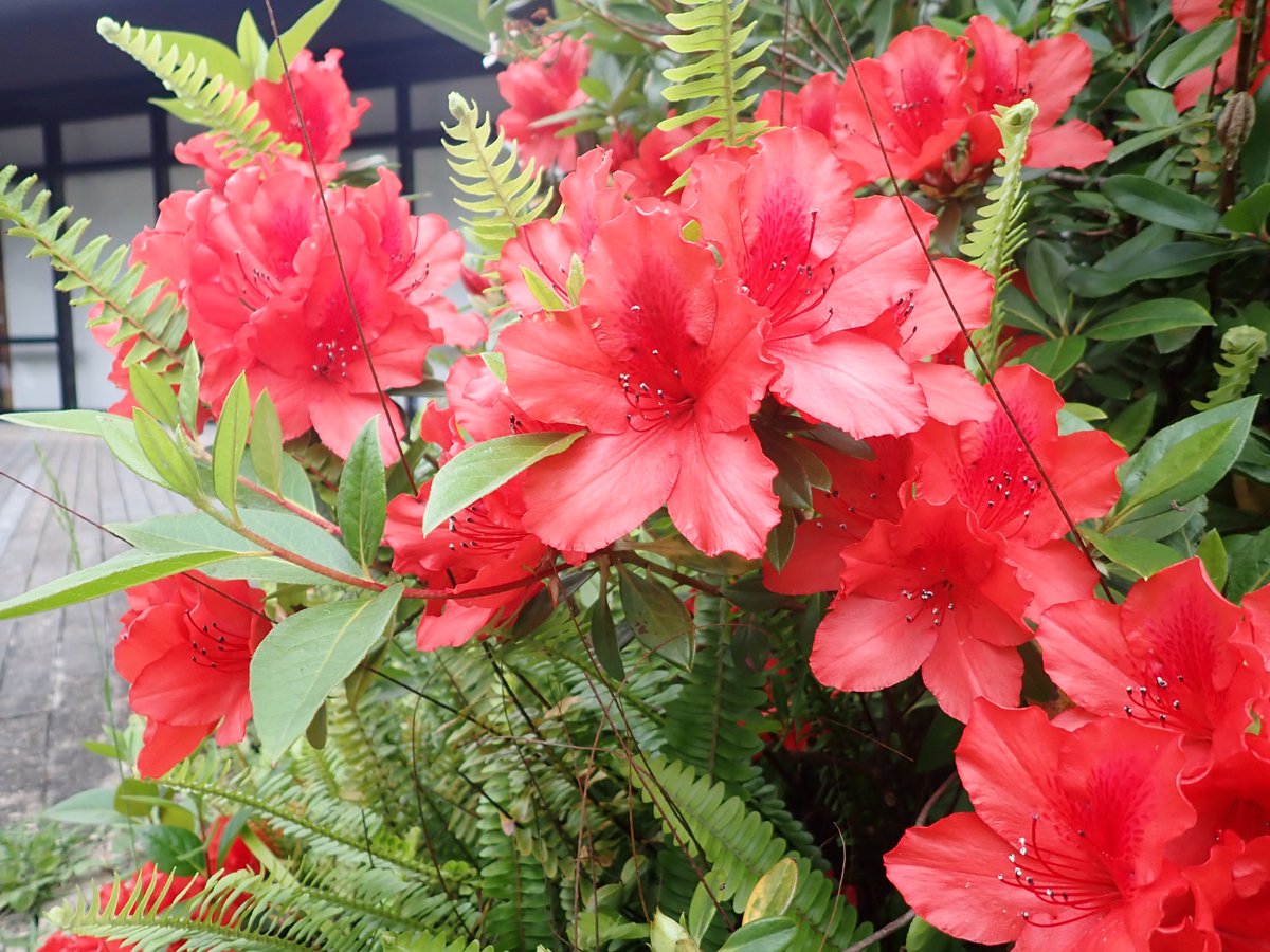 奄美大島世界遺産センター横の植栽に、ケラマツツジの花が咲いています 