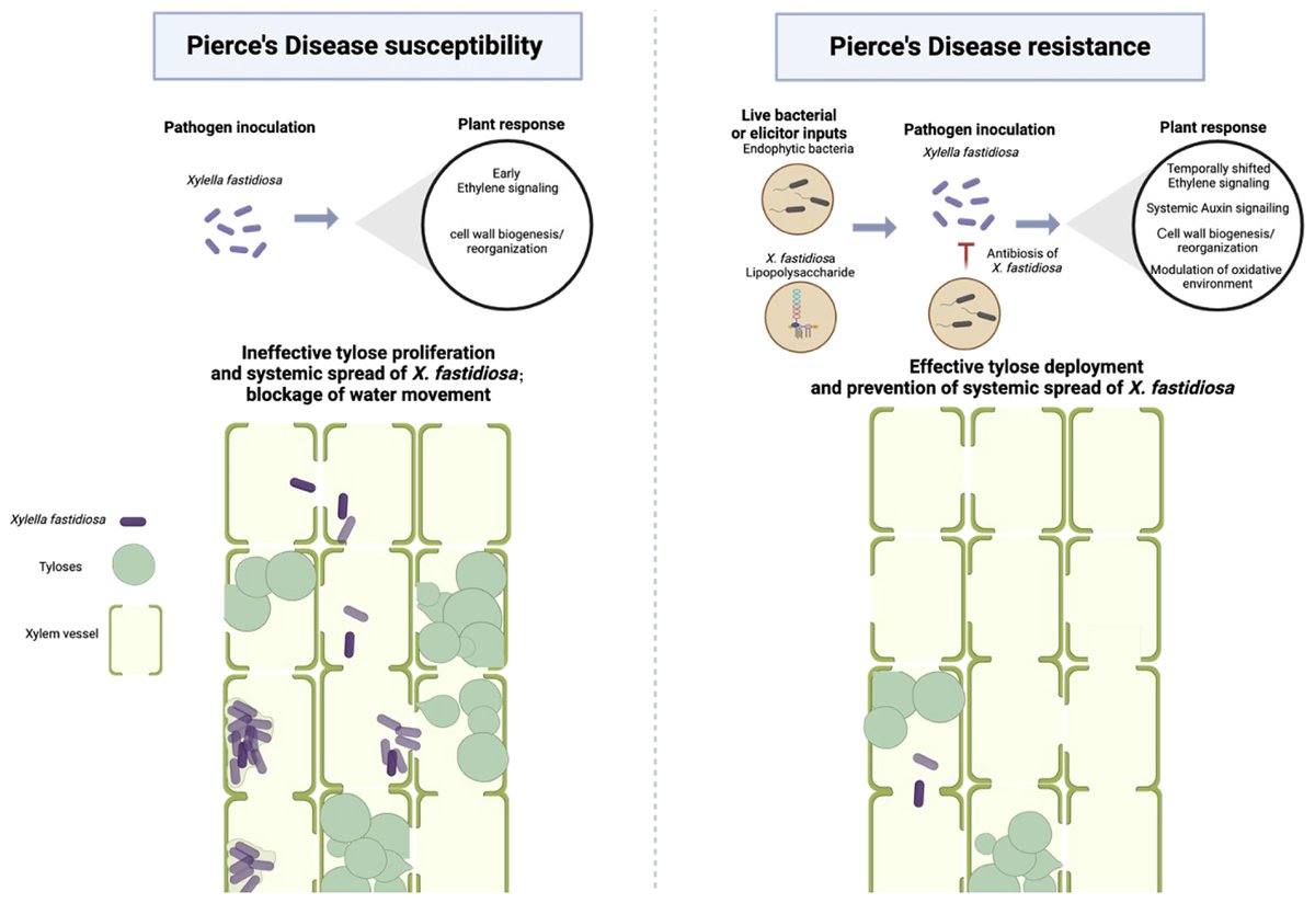 MPMIjournal's tweet photo. In a new study from Elizabeth Deyett et al., researchers demonstrated that pretreatment with two bacterial isolates from the grapevine endosphere, #Pseudomonas viridiflava and #Achromobacter vitis, reduced symptoms of Pierce’s disease and #Xylella fastidosa titer comparable to a known biocontrol agent. Learn more: https://t.co/MHF919yAzB @UCRCNAS @PMB_Berkeley