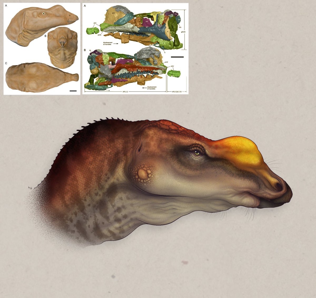 SharkyShon2's tweet image. Shoutout muttaburrasaurus, I’m glad we found the rest of your face #dinosaur #paleoart #drawing #muttaburrasaurus