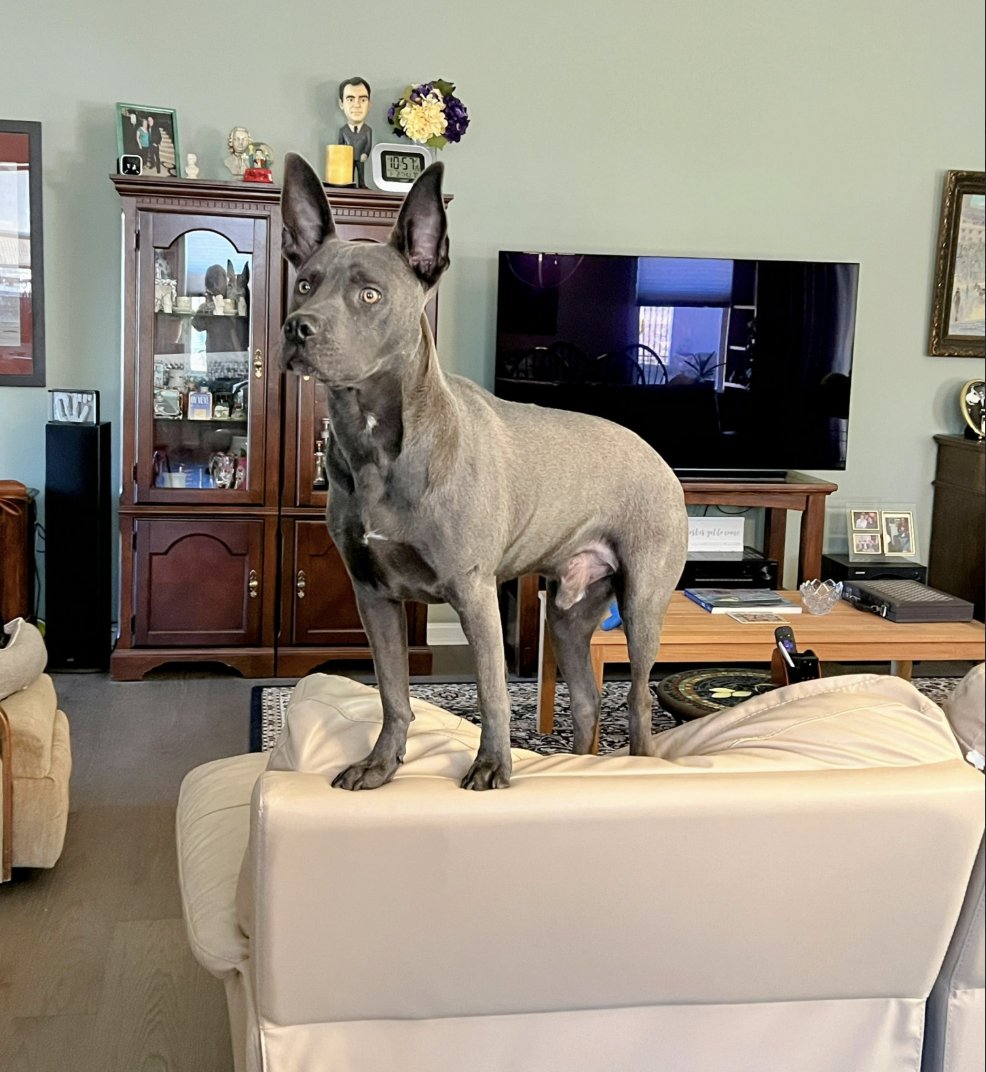 Our Pit Stop Program helps owners of Pit bull dogs here in Wake County get their dog spayed or neutered for only $40. Since the program began in late 2018 we've fixed 834 dogs. Mr. Bogey is one of those pups.
To donate to this program click here: 
friendsofwakeanimals.org/donate