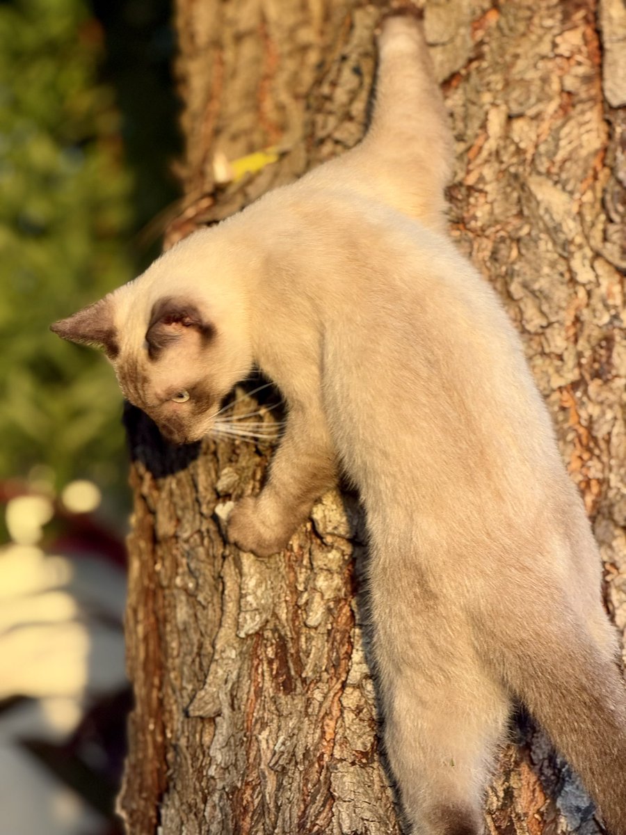 Mario Sánchez tweet media