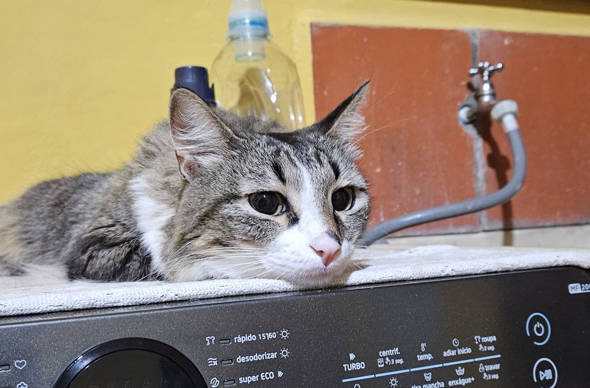 Belldam/Bella 🥀 tweet media