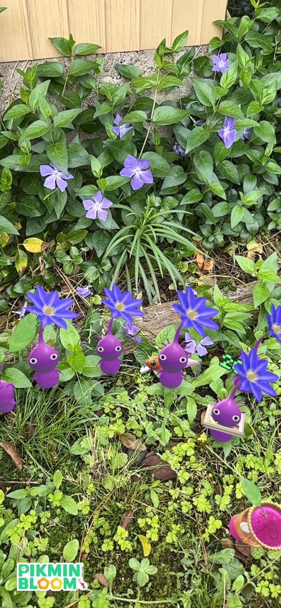 kitako1777's tweet photo. @PikminBloom_jp 似てるだけの花？ https://t.co/EJMhXA50FV