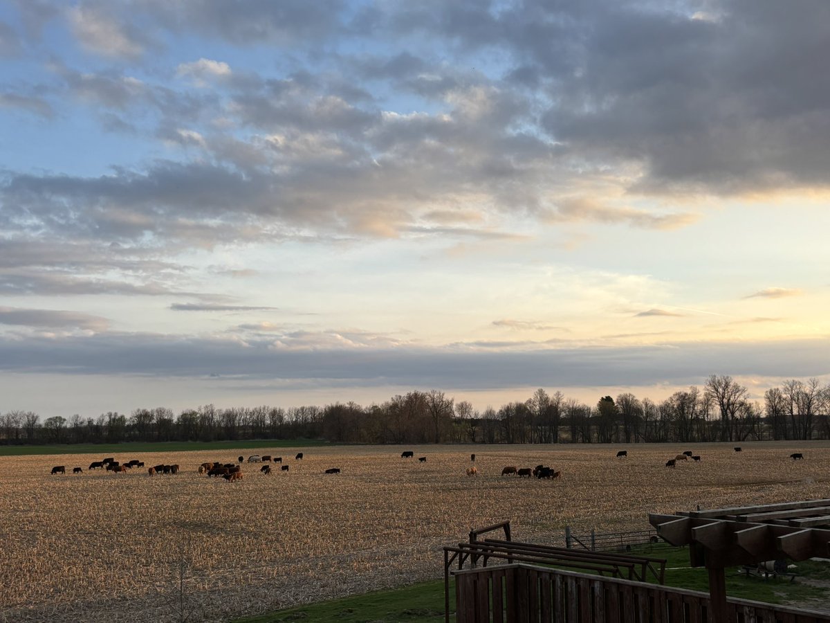 RSHFarms's tweet image. Nice night for a graze!