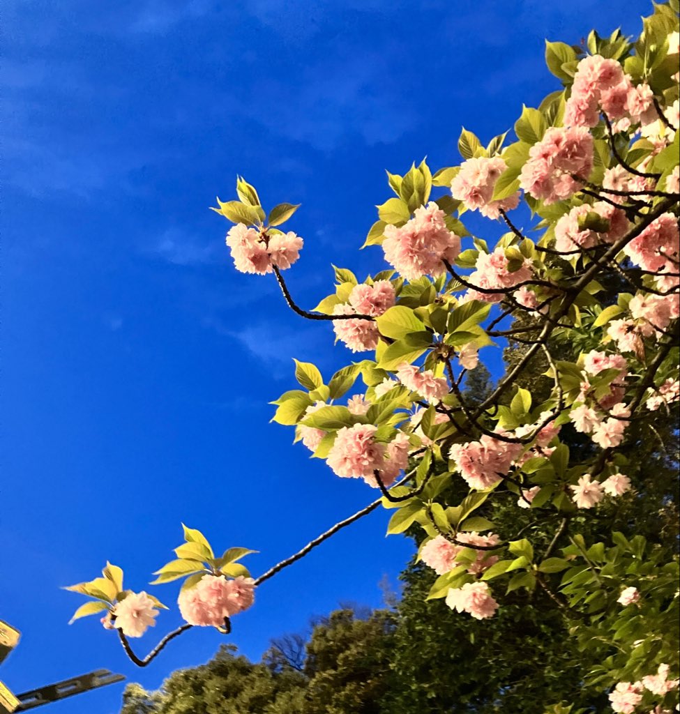 おはようございます☀

神社の空気すごくきれいだった！
かわいいお花もおすそわけっ🎁