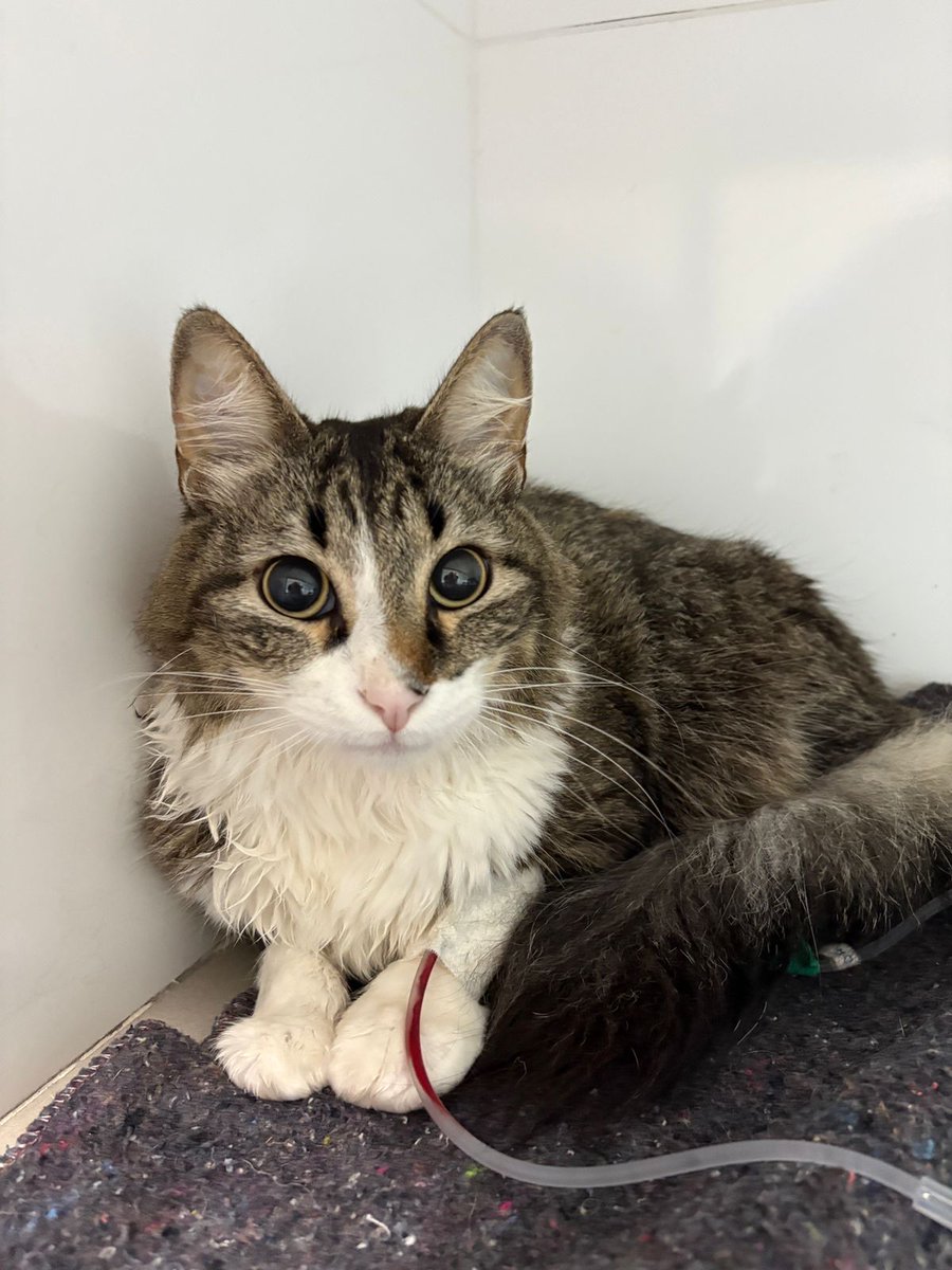 Belldam/Bella 🥀 tweet media