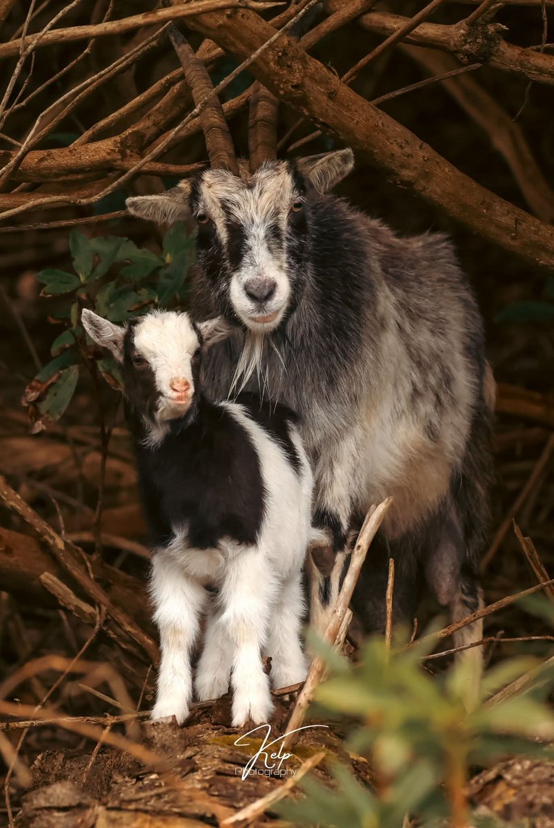 ThisIsIreland3's tweet photo. 'Billie and the Kid' 🐐 🐐 

Mulranny's newest kid on the block! 💚

📍County Mayo-Ireland 🇮🇪 

📸 Kelp Photography

#oldirishgoats #mulranny #newport #mayo #ireland #goats #nature #wildlife https://t.co/6RU4L2H2Mz