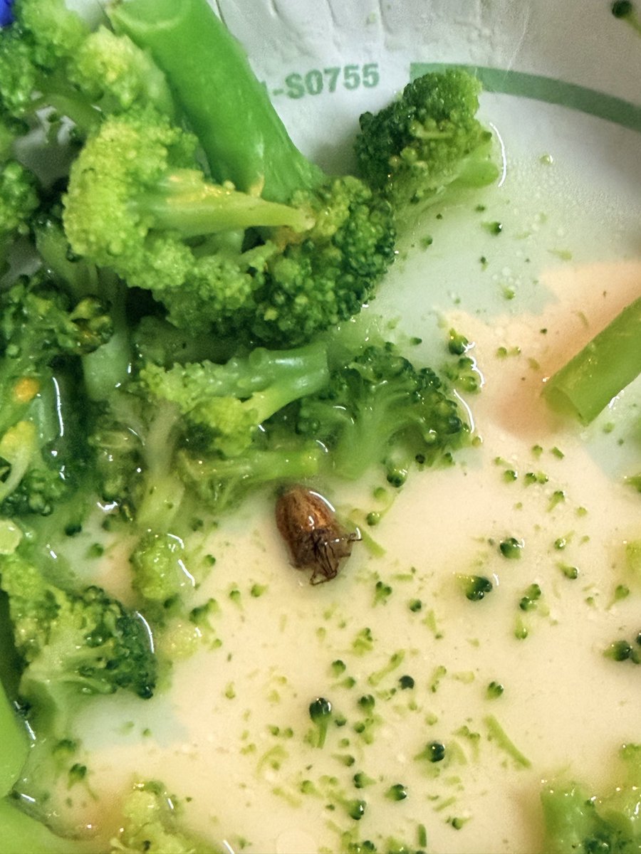 thegivingtesla's tweet photo. Expect a lot of whole
Foods .. however I don’t expect the “bonus of adding my family some protein “ by way of a stink bug/beetlez whatever the hell it is. It’s absolutely gross! Look inside your frozen broccoli if U buy at #wholefoods #FDA #health #bugsinfood @Suntimes @TMZ https://t.co/73S2jjZN7C