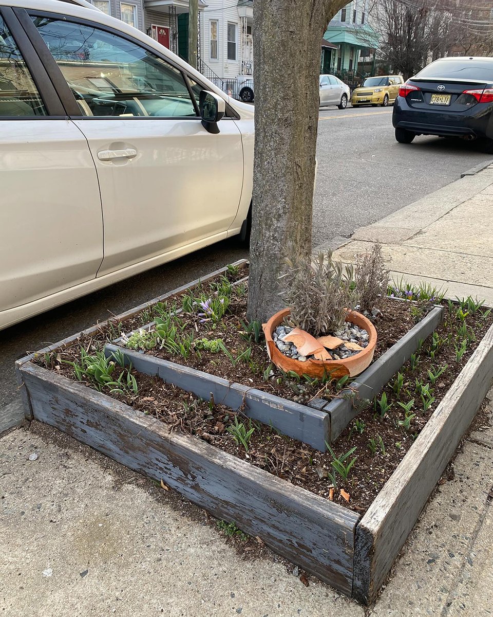 subvgardener's tweet photo. Street trees are often overlooked, but even small tree pits can become living seasonal spaces.

Shared by @guerrillagardens.jc, this tiered planting shows how narrow strips of soil can support layered growth and early spring blooms.

#SubversiveGardener https://t.co/zMM4hhCCLF