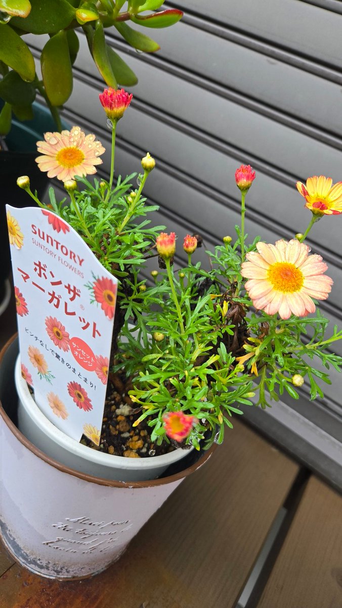 bkg20318's tweet image. 職場からおはようございます。4/15鹿児島市は小雨🌂～曇り☁️。
朝飯は谷山駅近く「#アプリュス」のトースト🍞、ベトナムバナナ🍌、フルーツケーキ🍰、#タンザニア 🇹🇿☕。
鉢植えのマーガレットも咲きだしました🏵️…今日も1日元気に坦々と過ごしたいものです♪