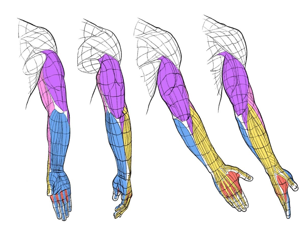 Good reference for arm anatomy and movement