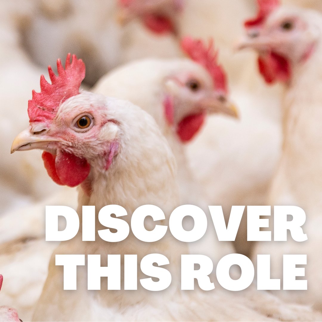 ApplyAgriJobs's tweet image. BROILER SERVICEPERSON - Join a long established and respected poultry producer - Bendigo, Regional VIC. clientapps.jobadder.com/77018/agricult…
#agjobs #seek #agchatoz #poultry #agribusiness #agritalent #agrecruitment #nowhiring