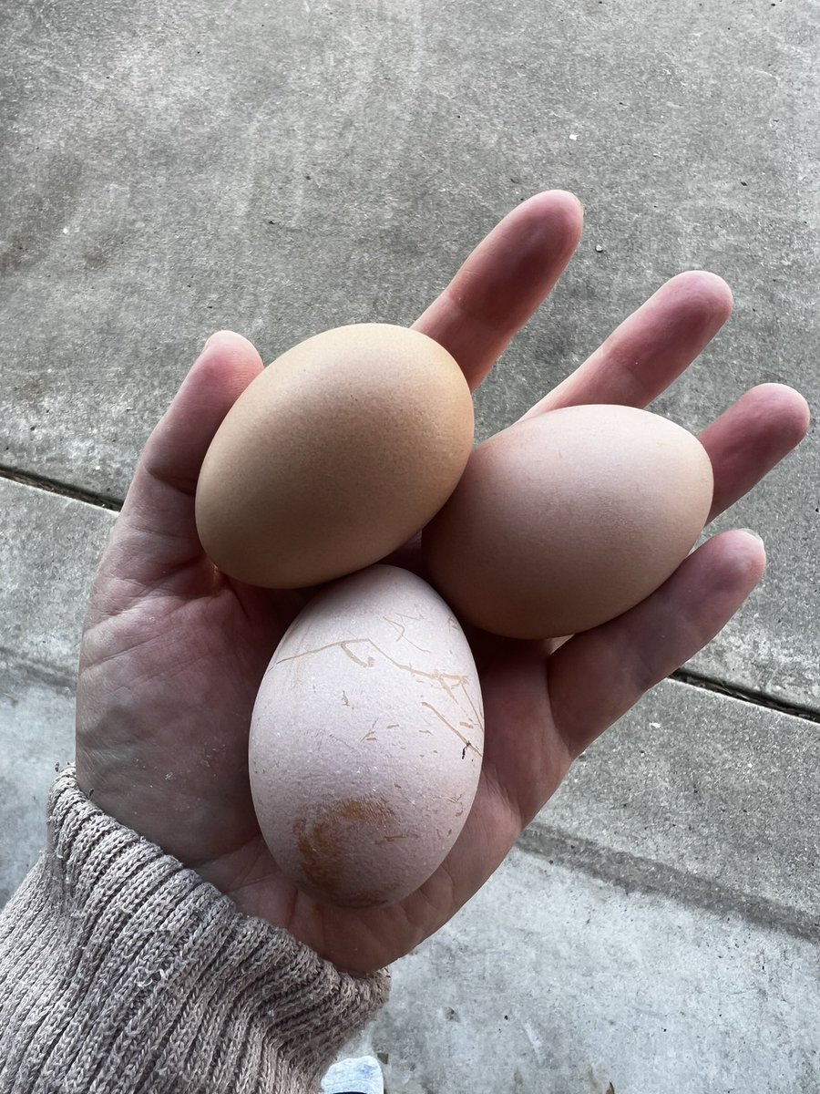 daughter made a friend and now we have farm fresh eggs every week. this is the only networking that matters