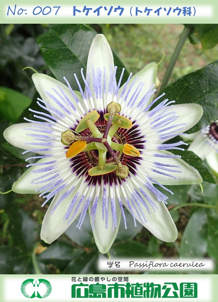 HBGhiroshima's tweet image. 本日の植物公園は雨模様なので、 雨の日特典「しとしとボタニカルカード」を、正門のチケット売り場カウンターにて、来園者に無料プレゼントします。 本日のカードは「トケイソウ」、次回のカードは「ハナショウブ」です。 
#広島市植物公園 #しとしとボタニカルカード #rain