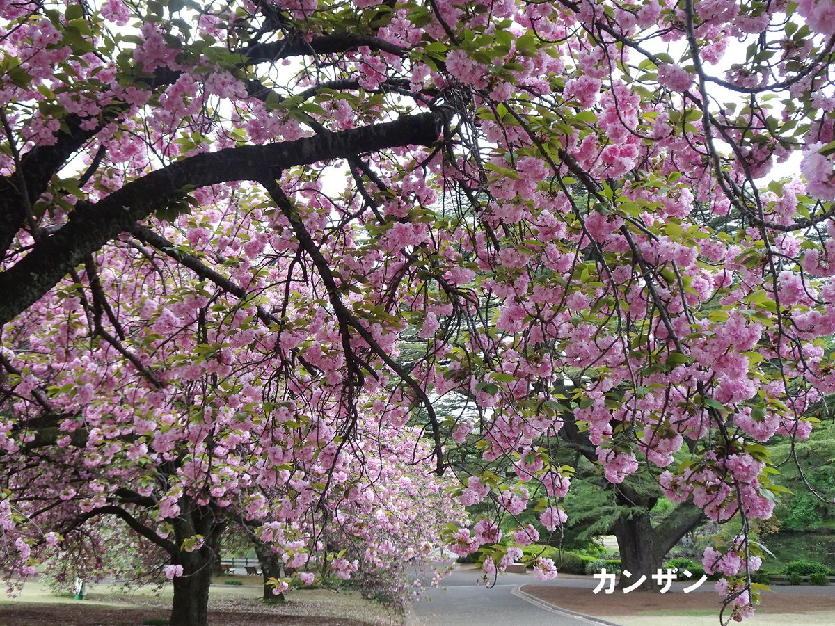 SG_info_kyokai's tweet image. #新宿御苑 4月15日 #桜 速報🌸
◎みごろ 
一葉、妹背、鬱金、江戸、太田桜、御衣黄、五所桜、関山、兼六園菊桜、松月、梅護寺数珠掛桜、福禄寿、普賢象、宝珠桜、増山  
△少し咲いています 
天の川
★鬱金、御衣黄はかなりピンク色になってきています。
#cherryblossom #sakura
