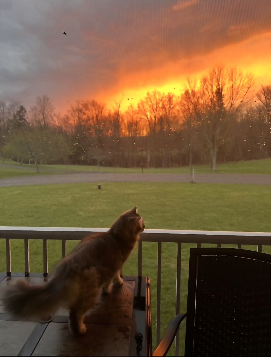 's tweet image. Doin’ an evening #Hedgewatch to share dis beautiful sunset 🌅 I’z just saw a big bunny 🐇 too, but mana wazn’t quick enuff to snap dat pic 📸 Sweet dreams 💤 😴  #Meow &amp;amp; #bees shift #Adopt #CatsOfTwitter