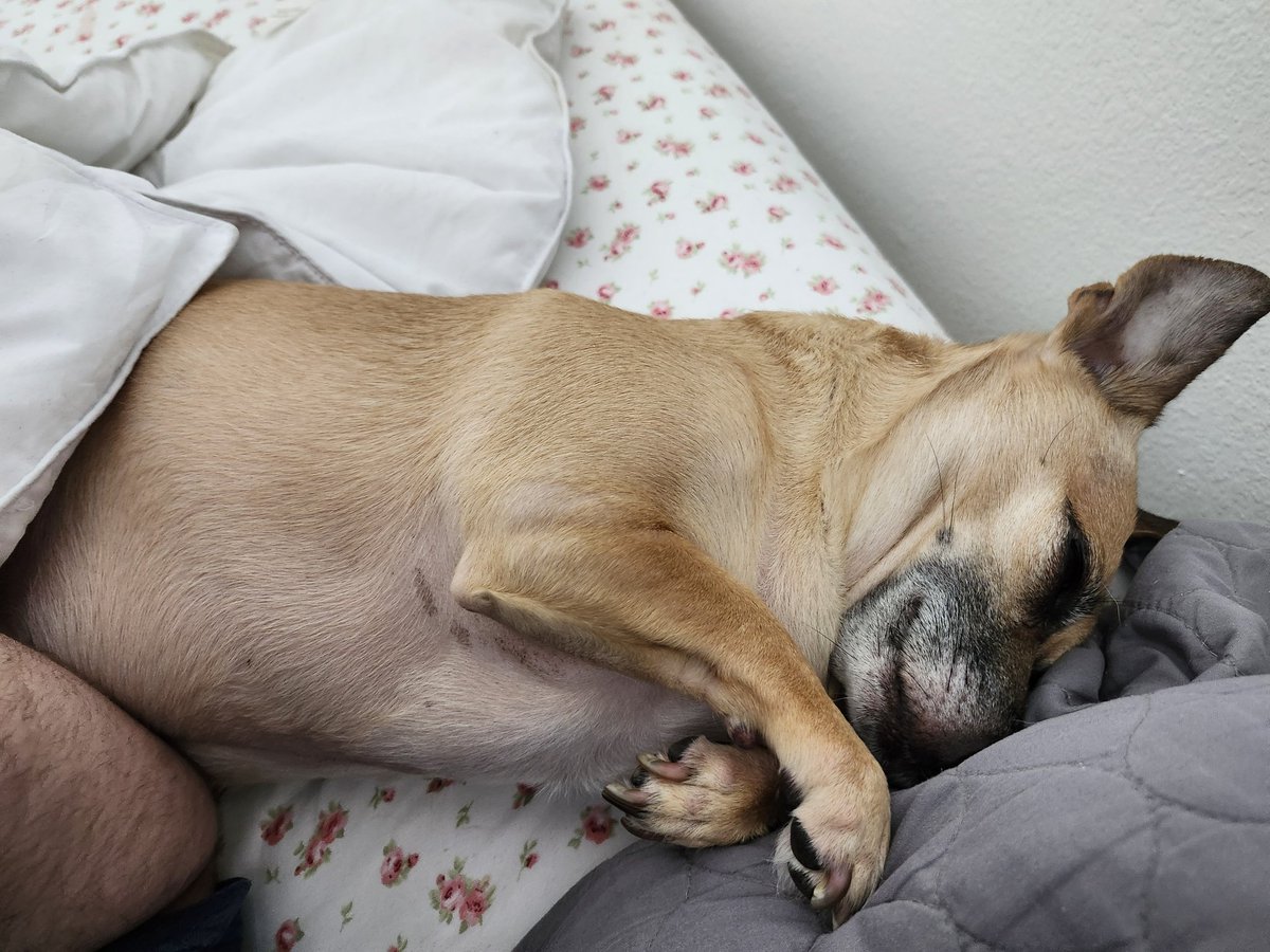 ZackGerba's tweet photo. @UmariTomoe This is my eepy boy Bandit. He is fat and smelly but we are working on the first part. https://t.co/wnxRNC2vyQ