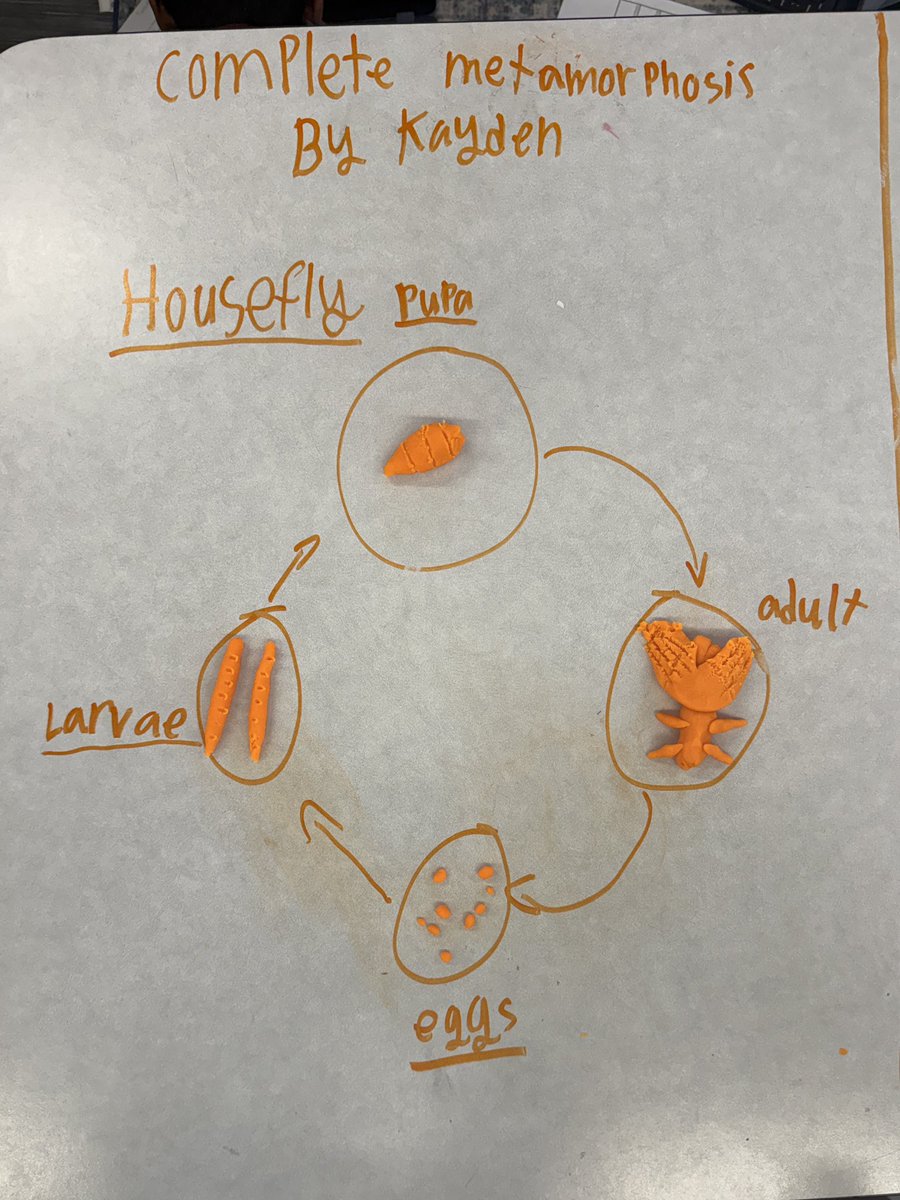 mbweber23's tweet image. 4th graders diving into life science, explored complete &amp;amp; incomplete metamorphosis by creating models. Learning + creativity + lots of fun = science success! 🎨 #LifeCycles #HandsOnLearning #ScienceInAction 🐛🦋🐸 @WeAreHAEST @HCPSElemScience